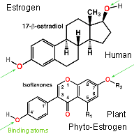 estrogen vs phyto binding