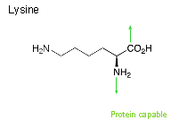 Lysine