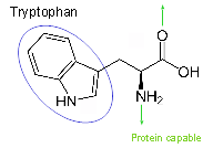 Tryptophan