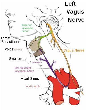 Vagus Nerve left 4