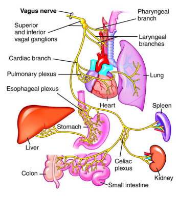 vagus nerve