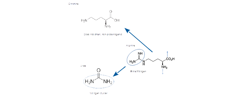 ArgOnithineUrea