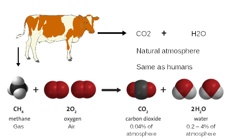 Cow to no greenhouse gas